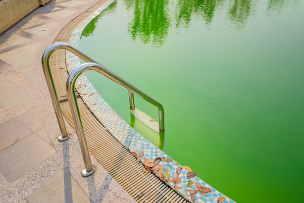 Green Pool Clean-Up